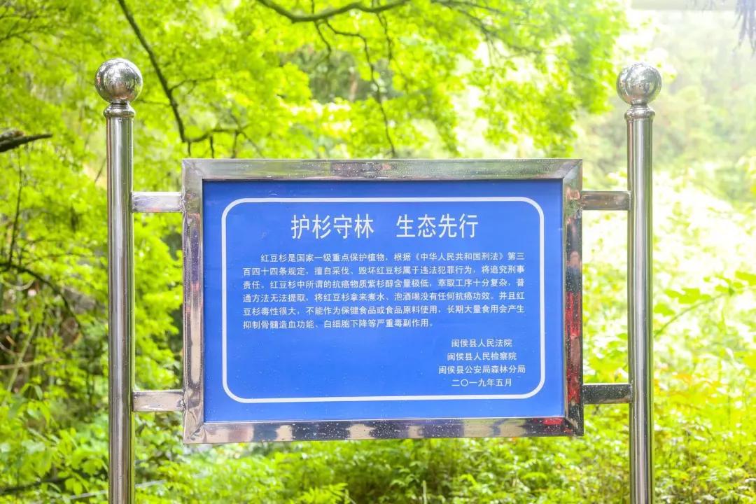 一棵红豆杉图片,一棵红豆杉