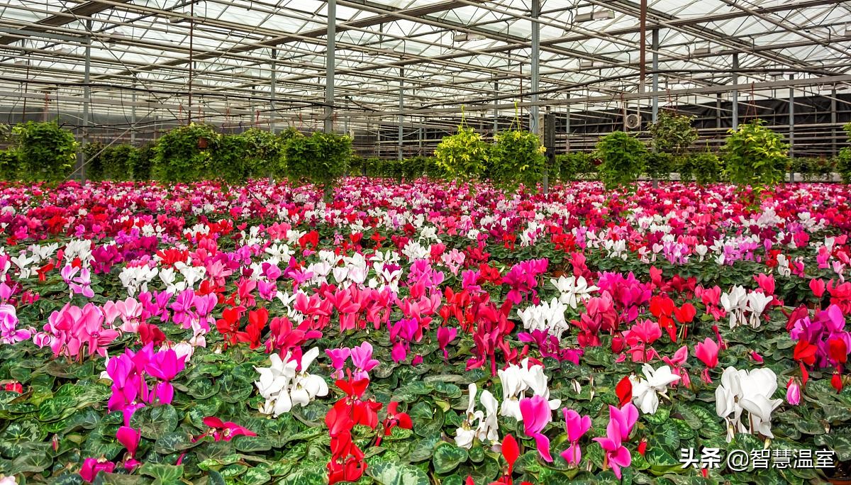 在这里玻璃温室和植物花卉才是标配，越来越受投资者的青睐