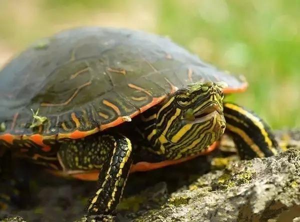 你知道乌龟能活多少岁吗,巴西涂了漆的龟能活多久