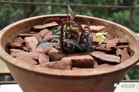 石斛兰用苔藓包着水培不烂根吗,石斛兰花烂根要怎么挽救