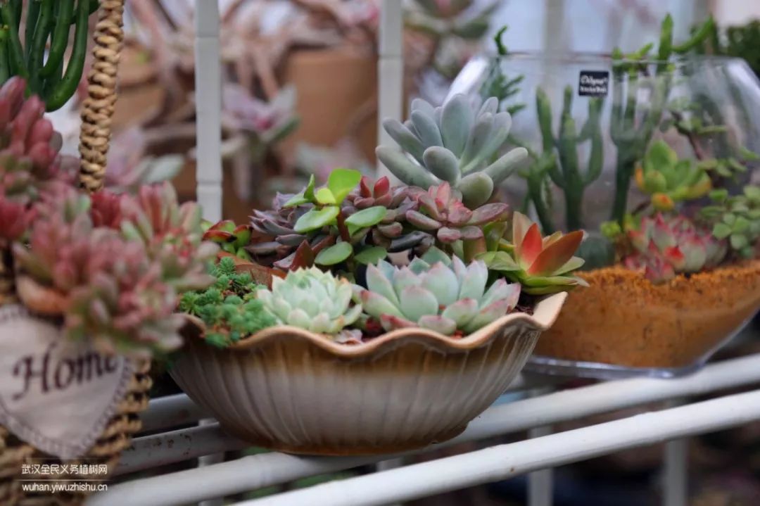 园艺沙龙|前方高能！一大波人相约逛花市，究竟淘了些啥？