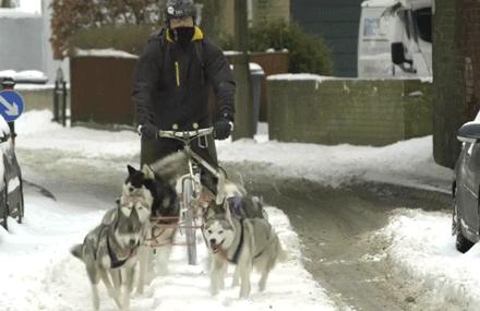 都说哈士奇不能当警犬，但有民警偏要试一试