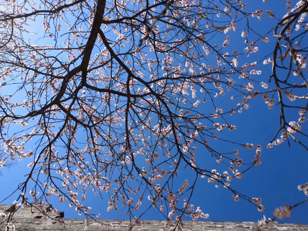 缃戝弸鍒嗕韩鍖椾含璧忚姳鎸囧崡,鍖椾含璧忚姳鎸囧崡