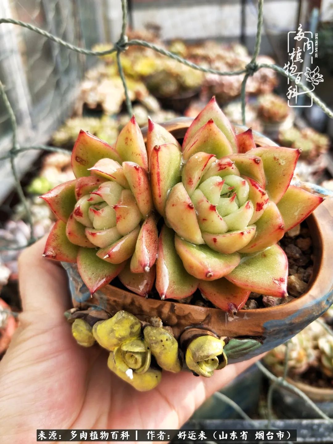 这世上怎么会有那么可爱的小可爱,这世上怎么有这么可爱的小生物