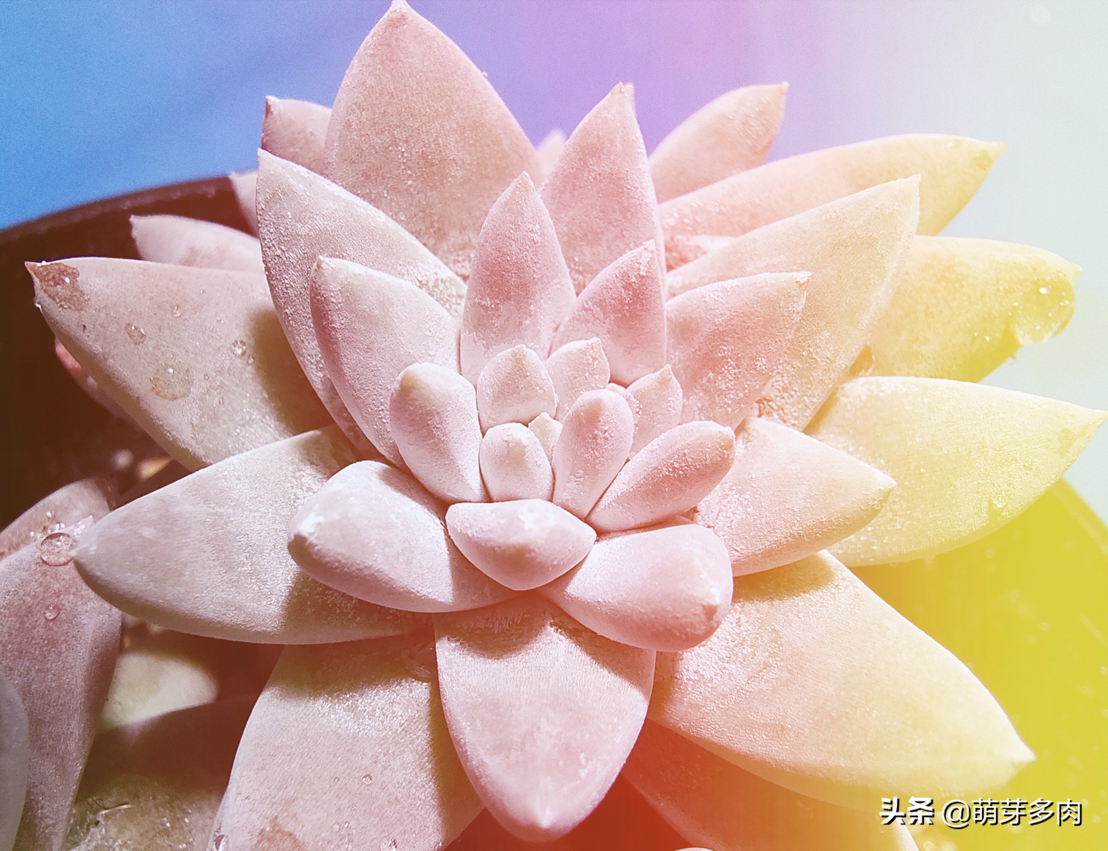 多肉仙女杯为什么越养越细,白菊和仙女杯多肉的区别