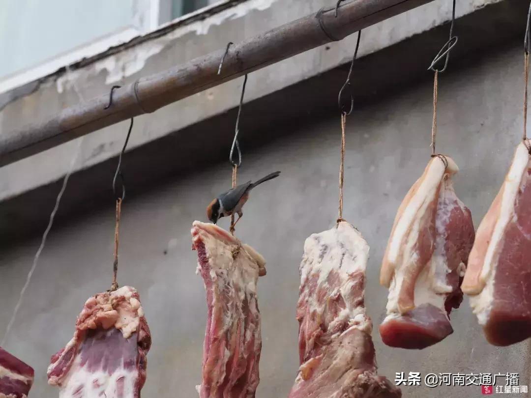 鸟儿偷吃香肠腊肉,香肠腊肉挂外面被鸟吃