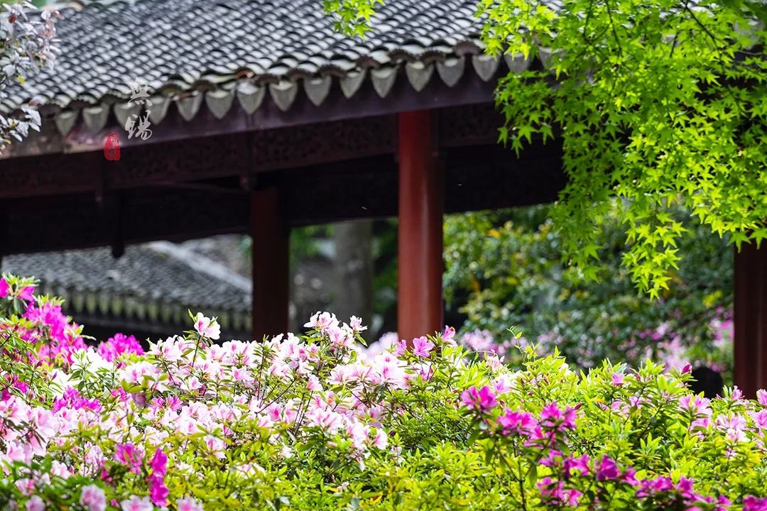 惠山古镇天下第二泉竹筒茶,惠山古镇天下第二泉