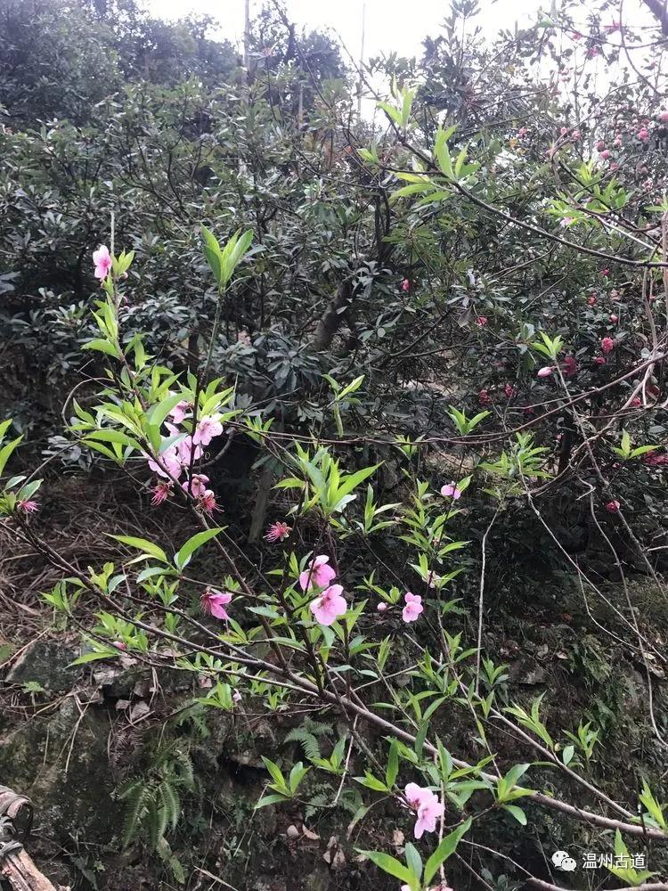 安静的尖叫,寂静的尖叫