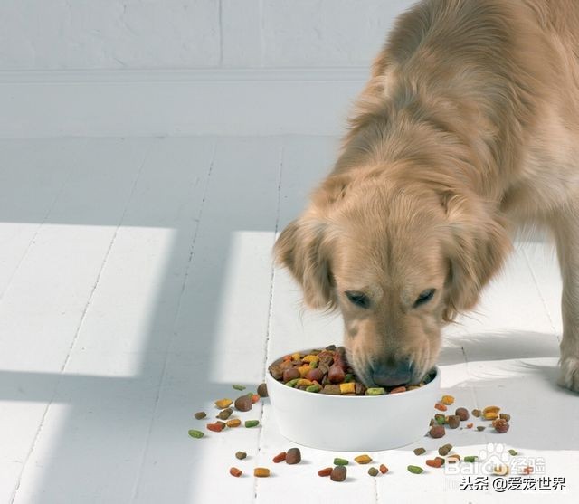 狗狗拉稀了怎么办黄红色,狗狗拉稀土办法