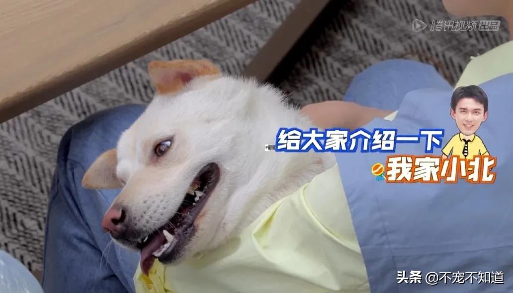 中华田园犬小时候的可爱图片,中华田园犬颜值天花板小奶狗