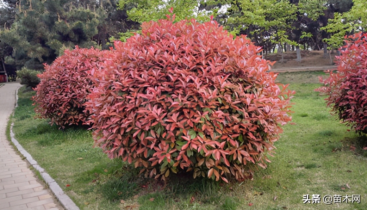 红叶石楠扦插枝条修剪工具,红叶石楠修剪技巧和方法