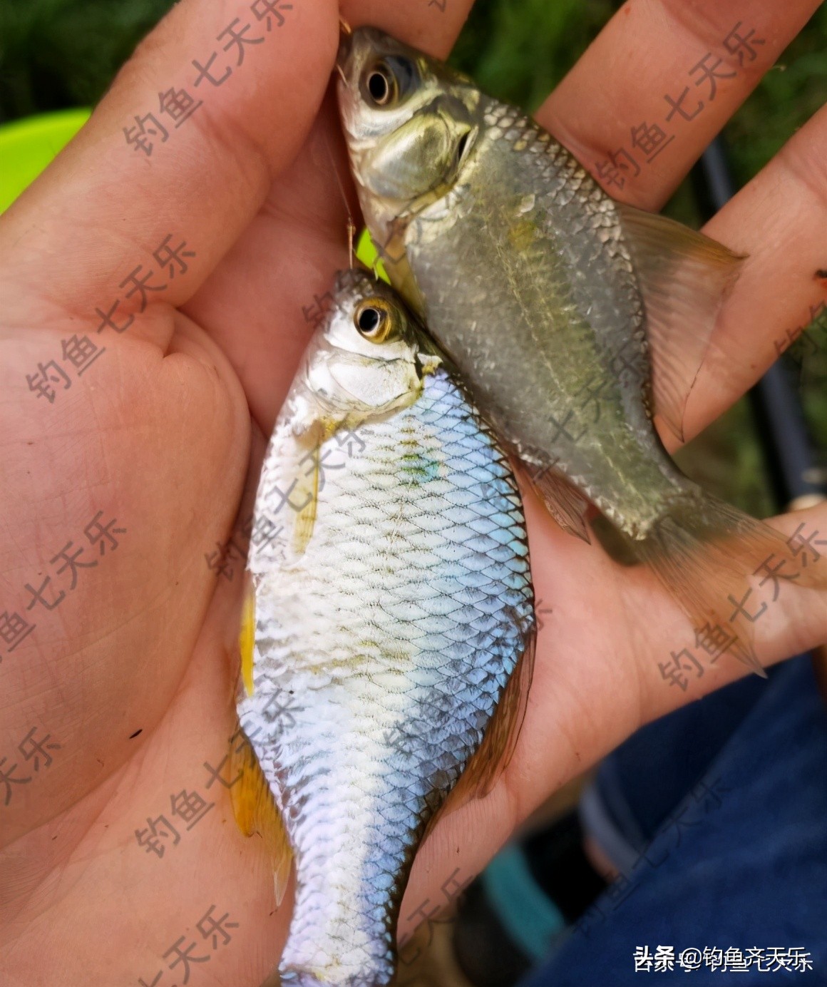 鳑鲏攻击性强不强,鳑鲏鱼攻击性强为什么老互相打架