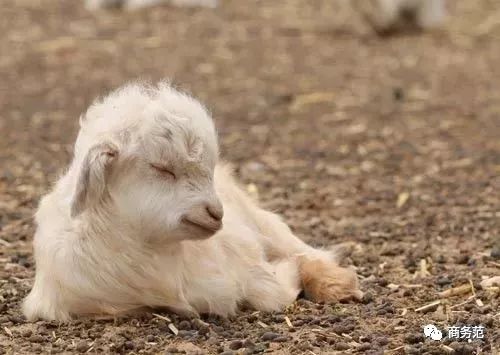 maxmara推荐一款可以穿10年的大衣,maxmara经典驼色大衣