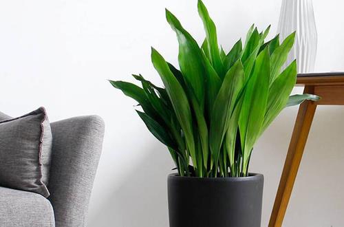 栀子吊兰绿萝浇水,绿萝和吊兰用什么浇水最好