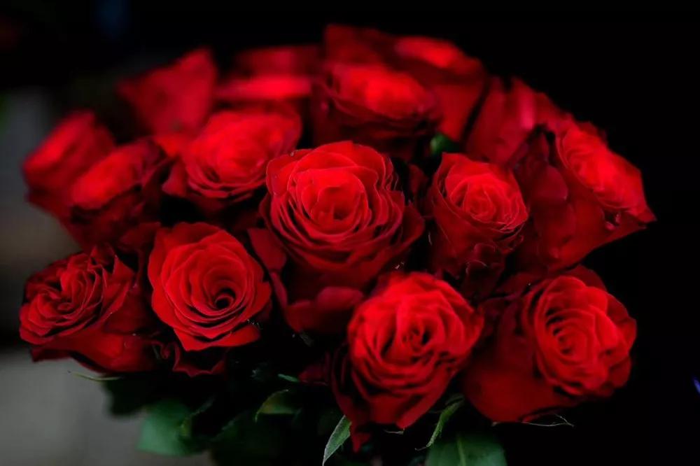 一篇文章带你认识三亚40种花,鲜花图鉴一次性认识30种玫瑰花