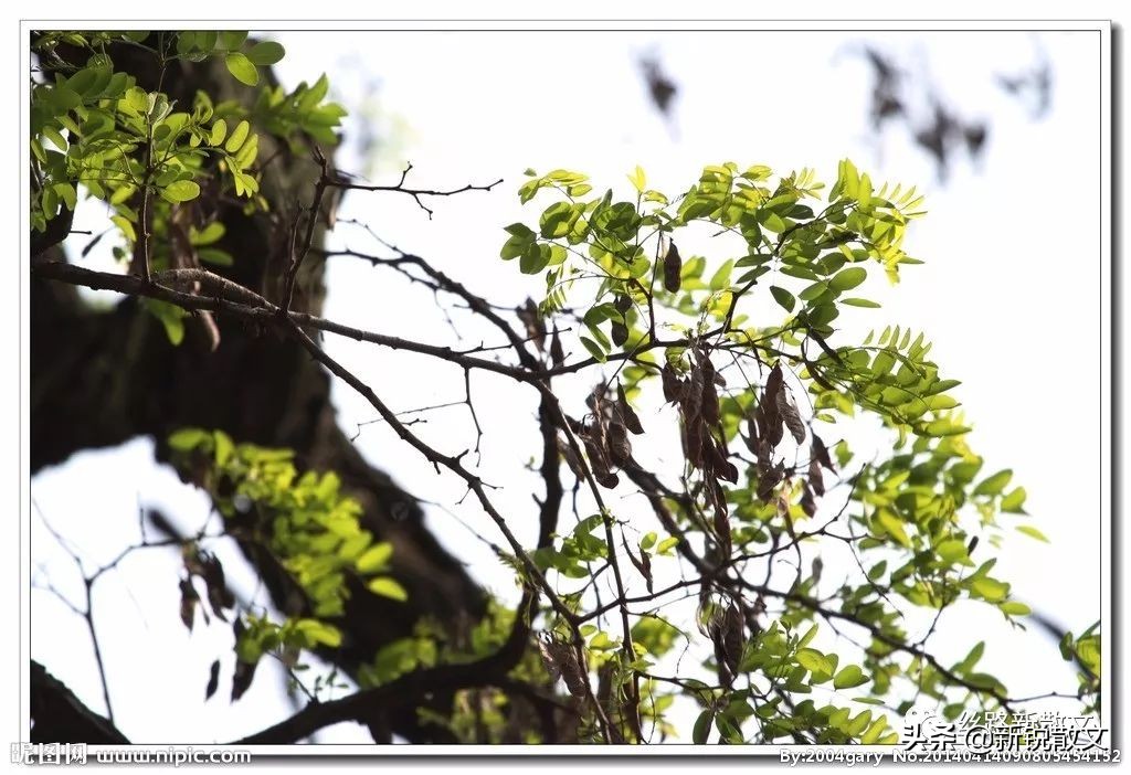 父亲去世时我不在身边,爸爸去世后我很少梦见他