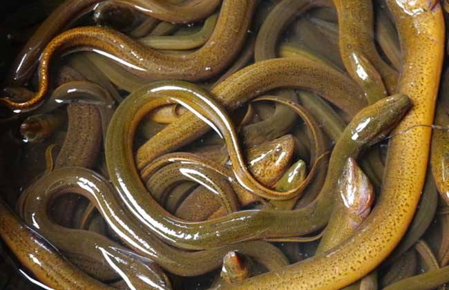 网箱黄鳝养殖成活率一般是多少,黄鳝苗几月买回来养成活率比较高