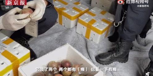 警犬发现百香果里藏毒,百香果藏毒被警犬发现