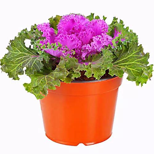 羽衣甘蓝开花图,好看的羽衣甘蓝