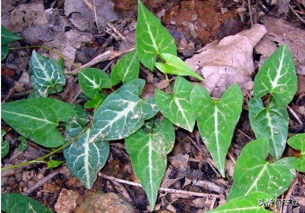 何首乌名字的由来,何首乌因为什么得名