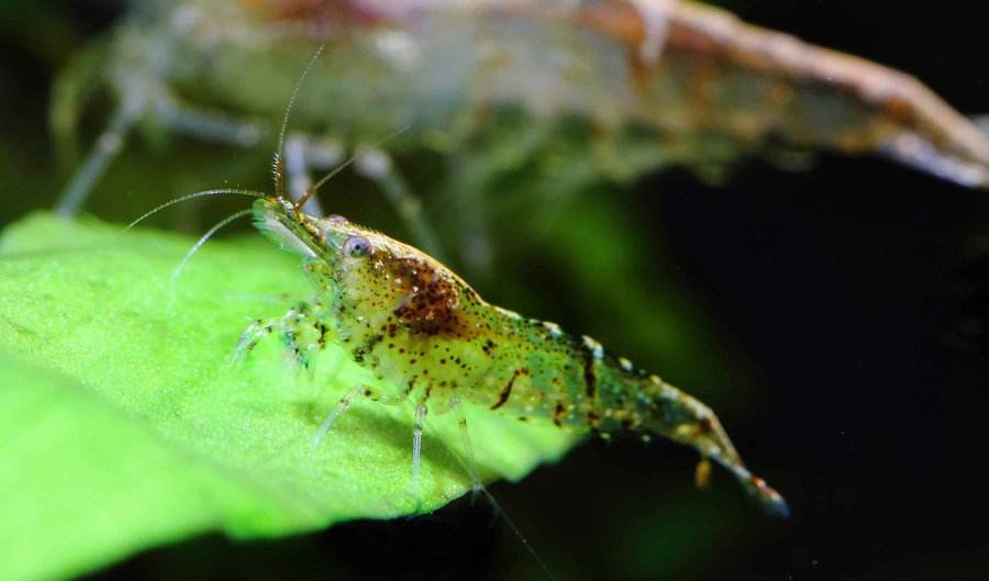 囊螺爆缸会不会导致黑壳虾死亡,10几只黑壳虾一个冬天能爆缸吗