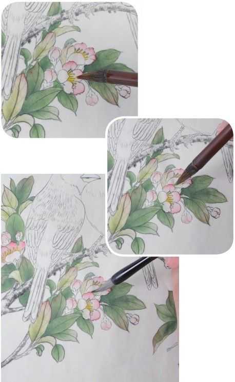 蜡嘴雀工笔画,蜡嘴鸟画画教程