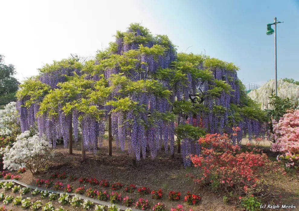 紫藤中最有名的品种叫什么名字,非常好种不需要太阳的紫藤品种