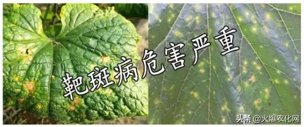 褐斑病怎么治好得快,褐斑病病斑