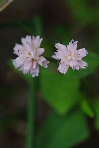 每个十一月生日对应的生日花,365天每天代表生日的花有哪些