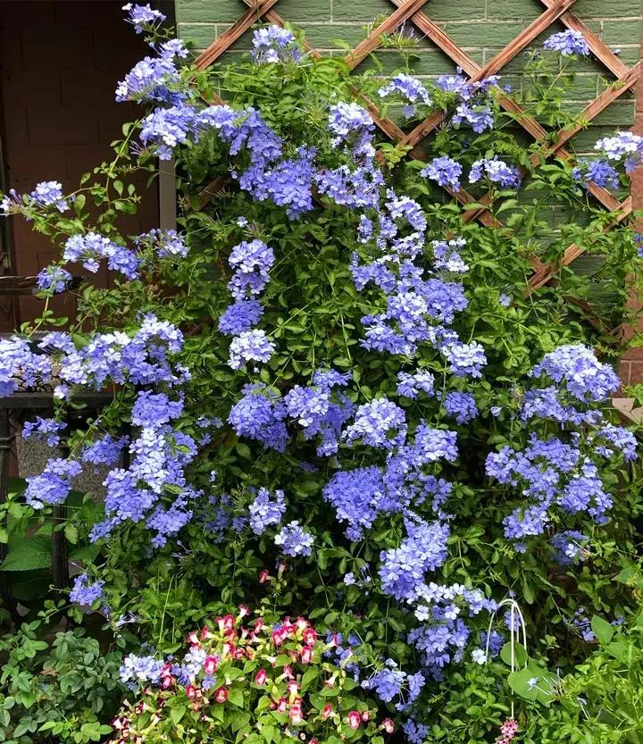 五月份被公认阳台最好养的10种花,喜阴耐旱适合室内养的50种花