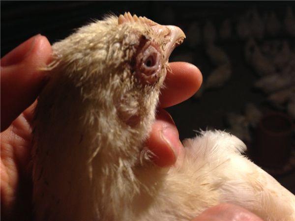 养鸡眼瞎是什么病用什么药,鸡眼睛病是怎么引起的