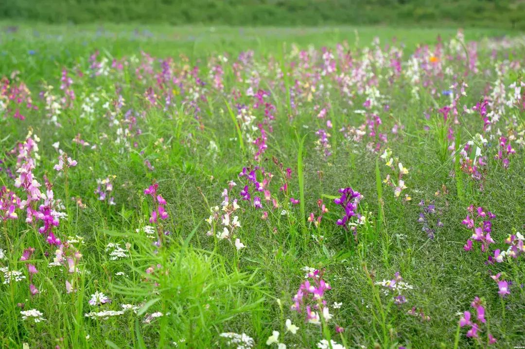 内蒙古乌拉盖地图,内蒙古乌拉盖位置