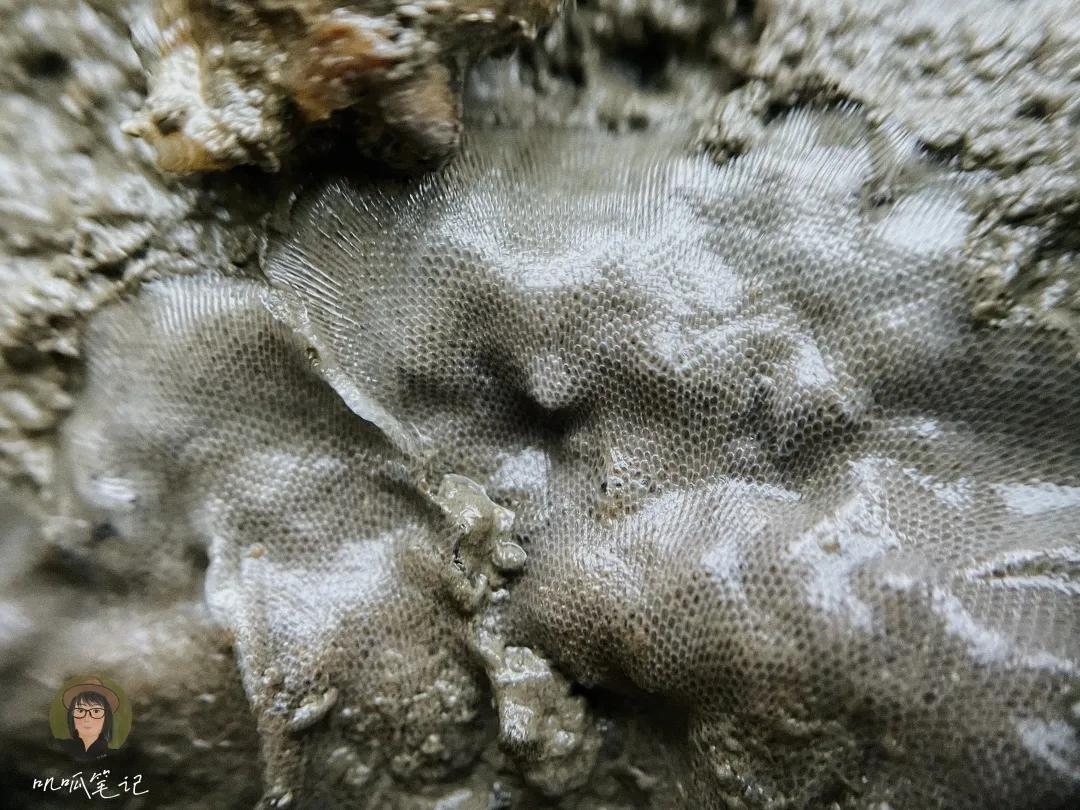 鼓浪屿赶海抓虫,鼓浪屿赶海佛手螺