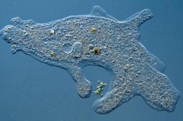 如果没有进化论人是怎么出现的,进化论不能完美地阐述生物的起源