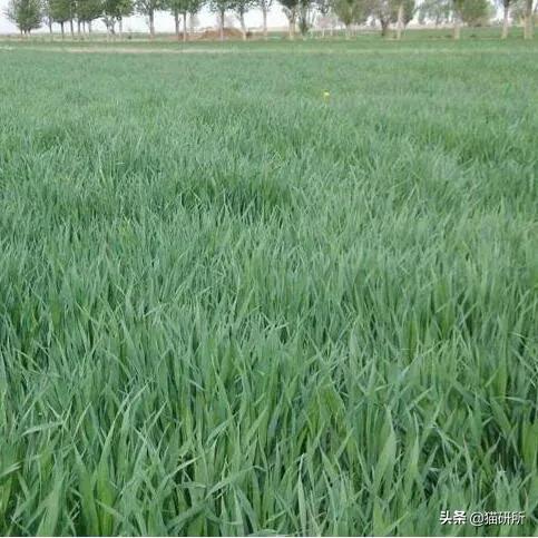 猫咪不吃肉肉怎么办,猫咪不吃鱼吃草怎么办