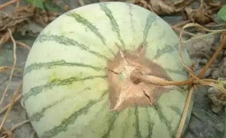 西瓜茎蔓开裂是什么病,西瓜茎蔓枯