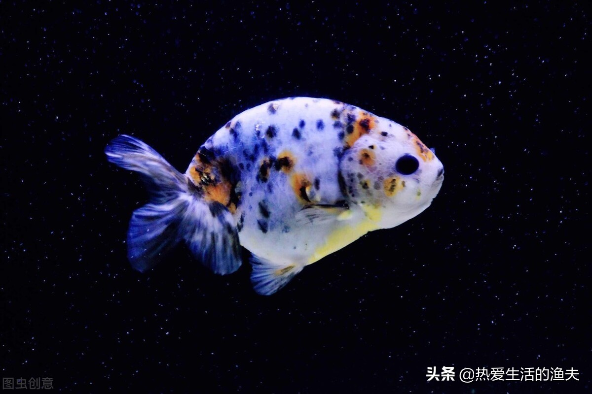 金鱼在网上买靠谱吗,网上买金鱼苗靠谱吗