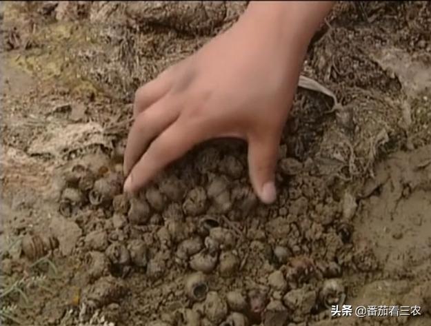 莲藕龙虾混养技术视频,藕蛭共养