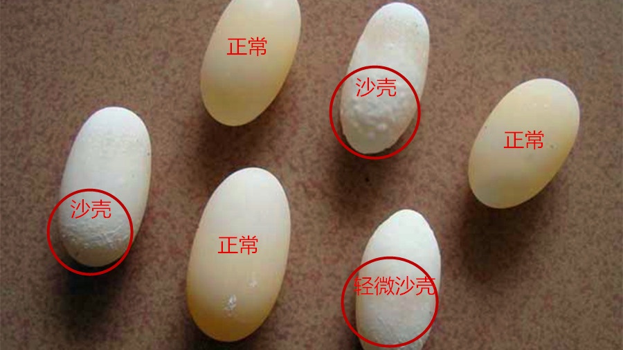 如何处理乌龟也可以保护龟壳,乌龟那么硬的壳子怎么产蛋