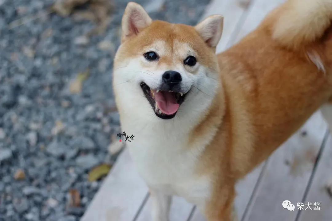 宠物店买到的柴犬你以为捡到便宜了？后期费用更高