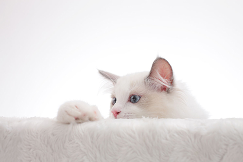 布偶猫的市场价多少钱一只,布偶猫价格多少钱一只最便宜