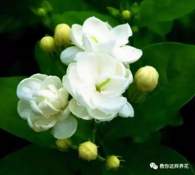 净化空气的十种花,家里养这4种花清新怡人