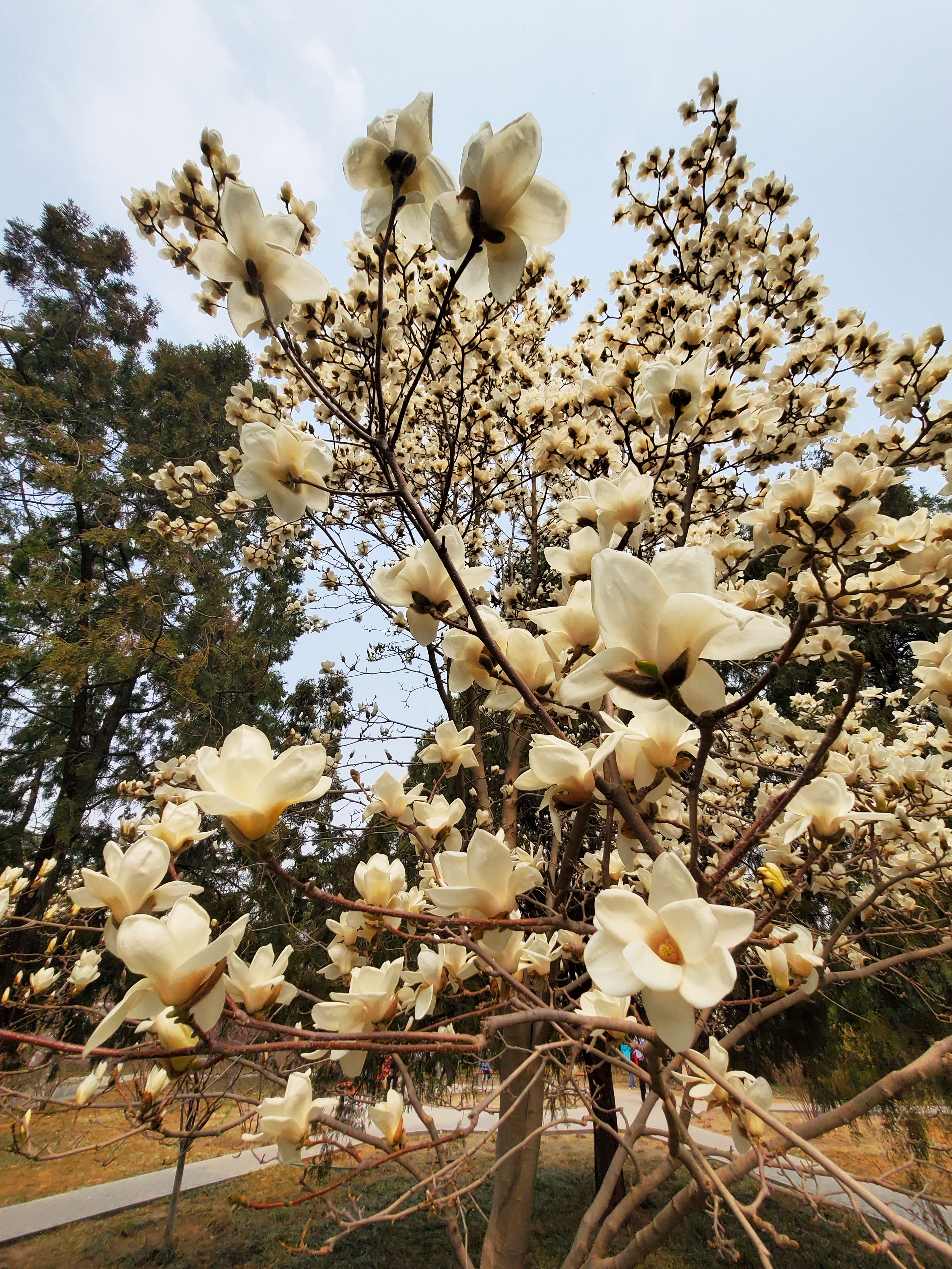 清波一勺买千钱?不能为武汉下一场樱花雨,不妨在这儿品百花香