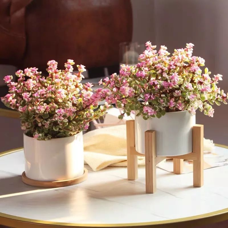 八种好看又好养的多肉，看看你家养了几种？