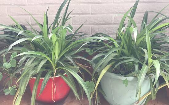 吊兰烂根怎么回事怎么处理,吊兰总是烂叶烂根是啥原因