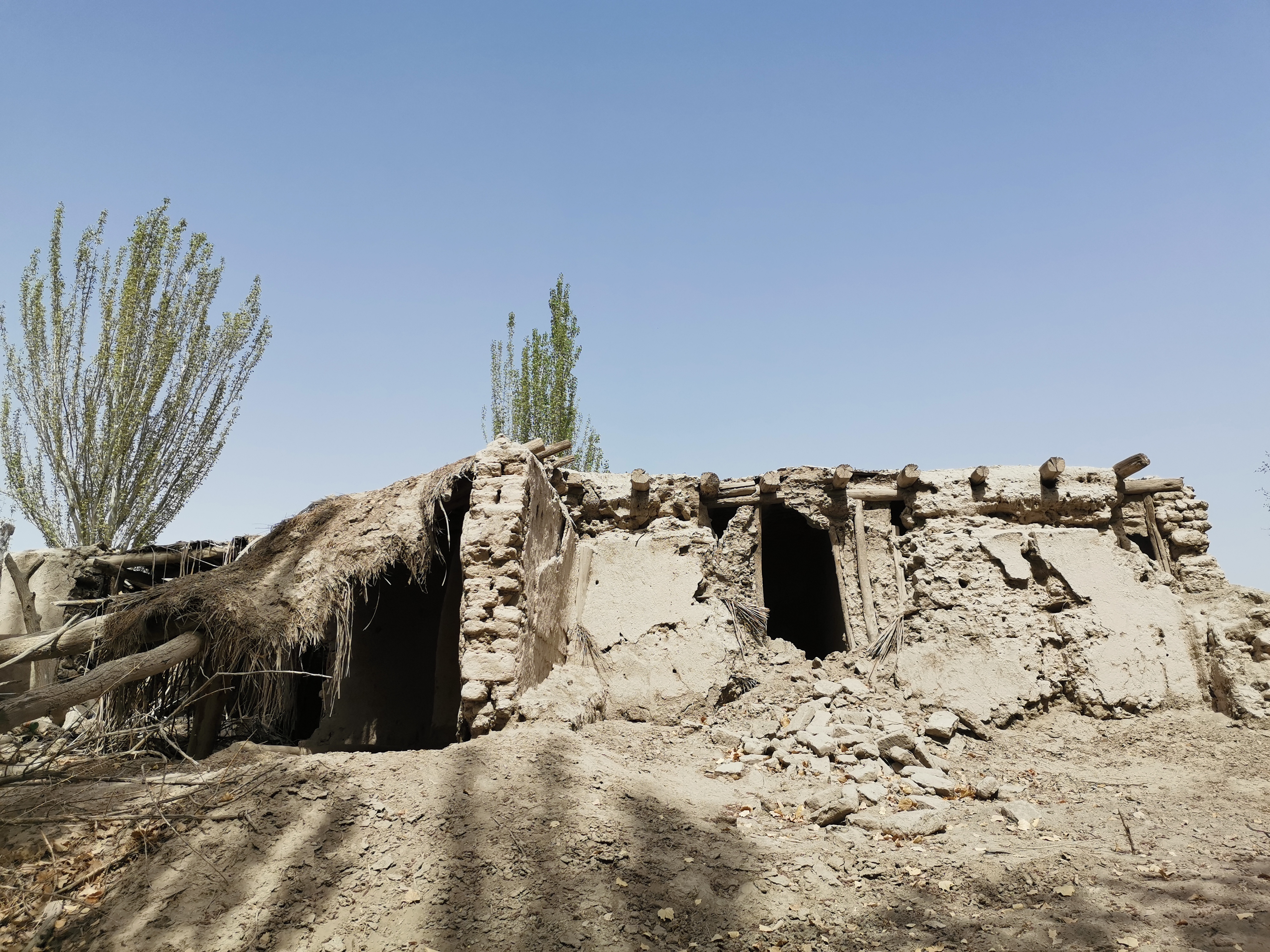 新疆的千年胡杨树,新疆千年胡杨林胡杨王