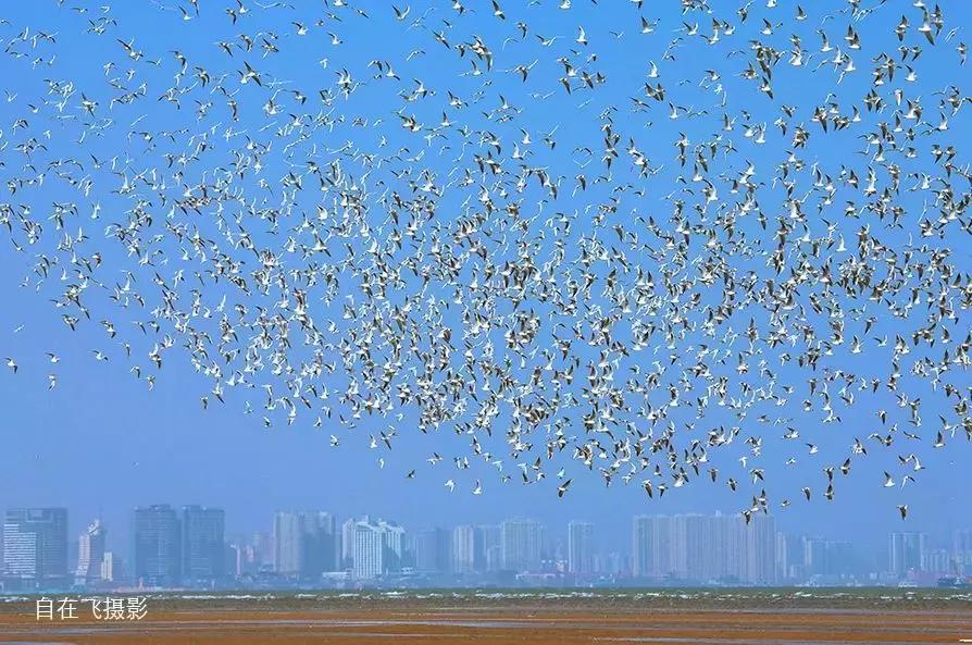 秦皇岛候鸟观赏地,秦皇岛初冬鸟类