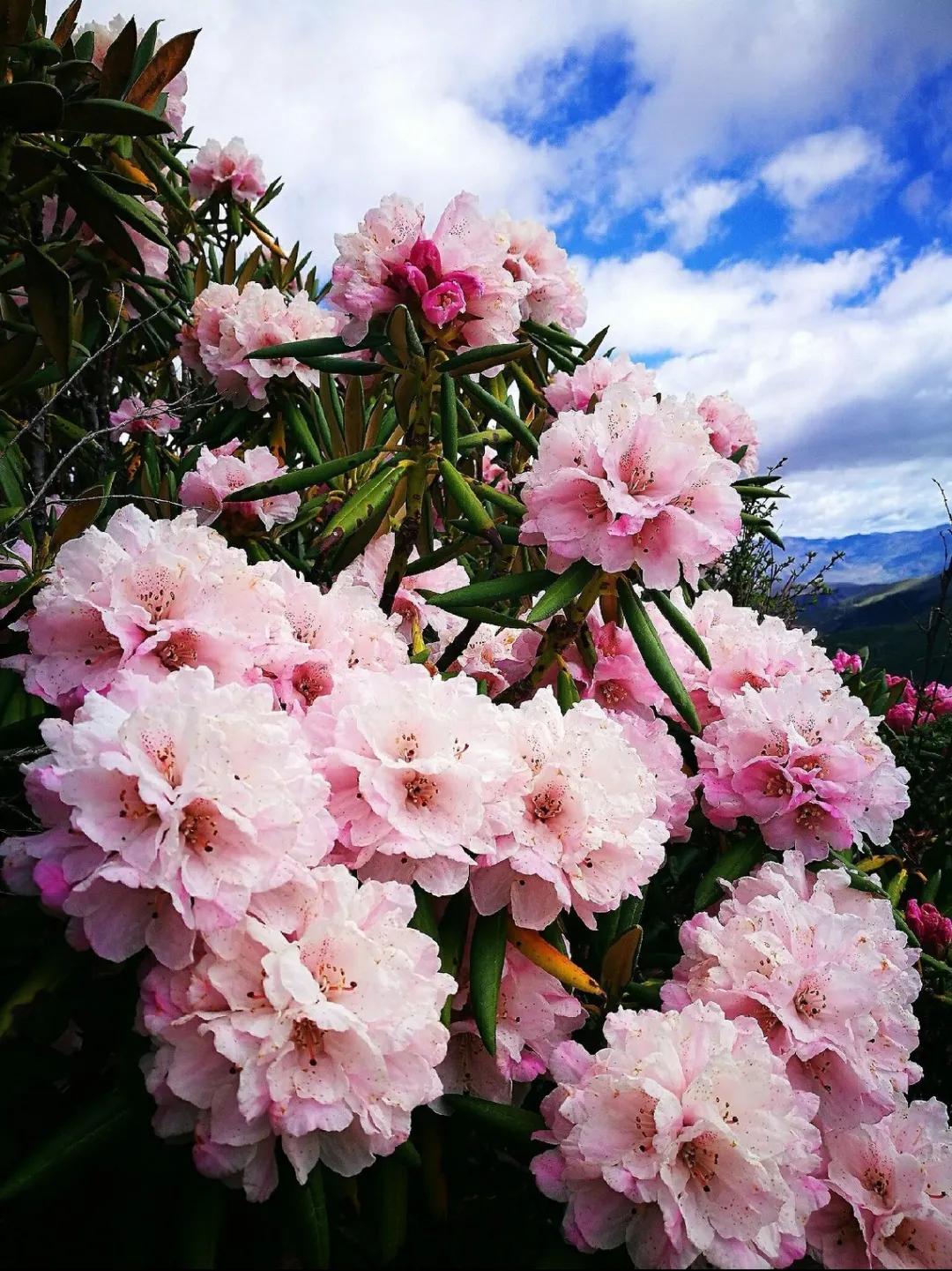 去稻城亚丁要经过哪些地方,去稻城亚丁旅游必备什么条件呢