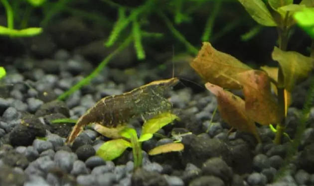 观赏虾适合新手养的虾类品种,观赏虾最好养的是什么品种