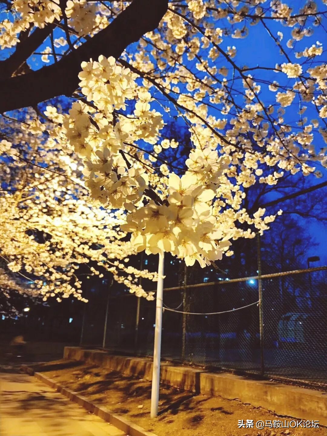 马鞍山滨江公园樱花开了吗,马鞍山雨山樱花